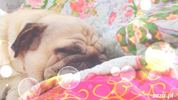 poranek z mopsami, mopsy, mopsiki Zazie, Kumok i Miszur, warszawskie mopsy, mops