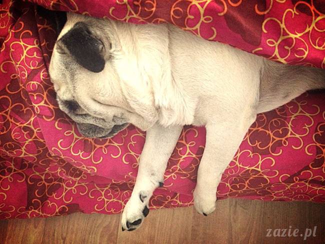 poranek z mopsami, mopsy, mopsiki Zazie, Kumok i Miszur, warszawskie mopsy, mops