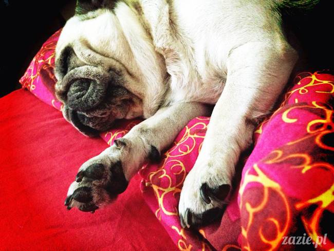 poranek z mopsami, mopsy, mopsiki Zazie, Kumok i Miszur, warszawskie mopsy, mops