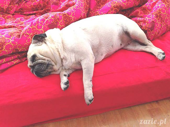 poranek z mopsami, mopsy, mopsiki Zazie, Kumok i Miszur, warszawskie mopsy, mops