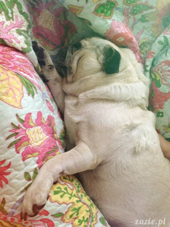 poranek z mopsami, mopsy, mopsiki Zazie, Kumok i Miszur, warszawskie mopsy, mops