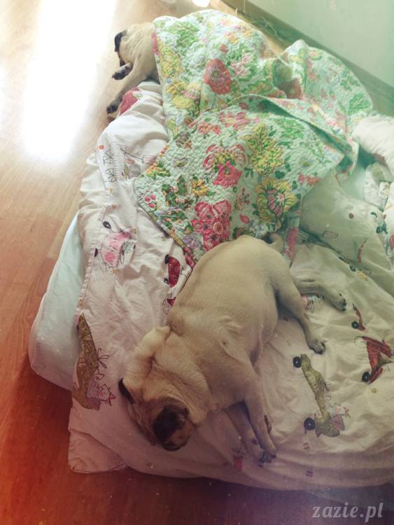 poranek z mopsami, mopsy, mopsiki Zazie, Kumok i Miszur, warszawskie mopsy, mops