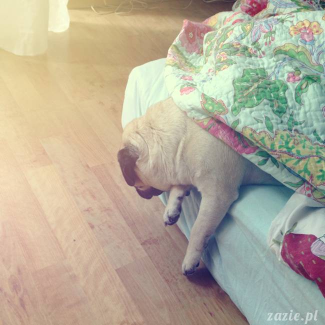 poranek z mopsami, mopsy, mopsiki Zazie, Kumok i Miszur, warszawskie mopsy, mops