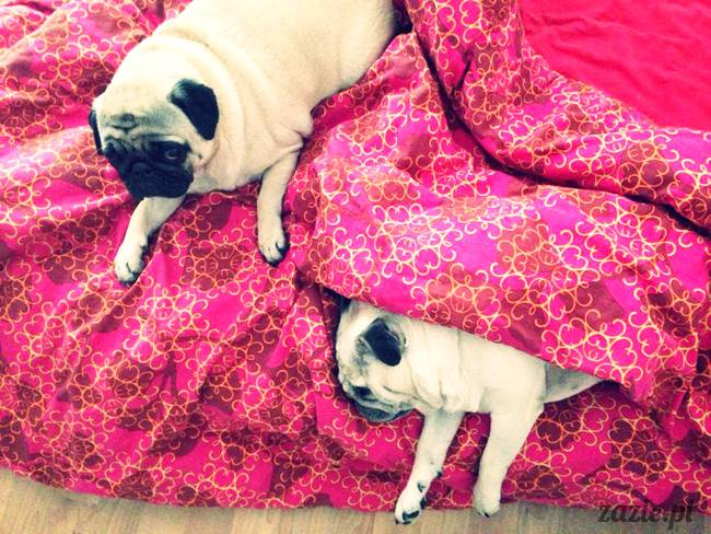 poranek z mopsami, mopsy, mopsiki Zazie, Kumok i Miszur, warszawskie mopsy, mops