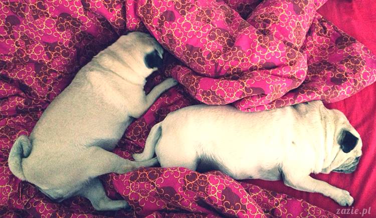 poranek z mopsami, mopsy, mopsiki Zazie, Kumok i Miszur, warszawskie mopsy, mops