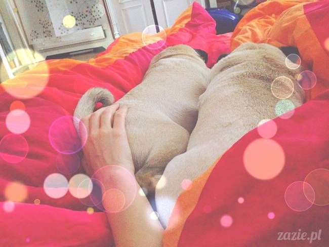 poranek z mopsami, mopsy, mopsiki Zazie, Kumok i Miszur, warszawskie mopsy, mops