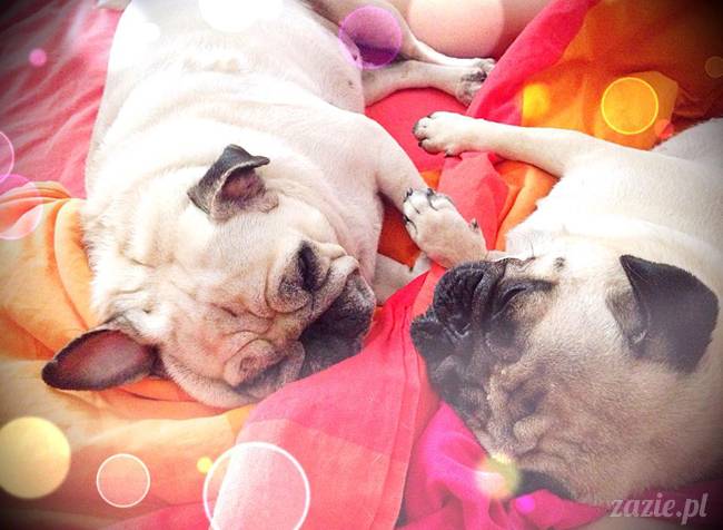 poranek z mopsami, mopsy, mopsiki Zazie, Kumok i Miszur, warszawskie mopsy, mops