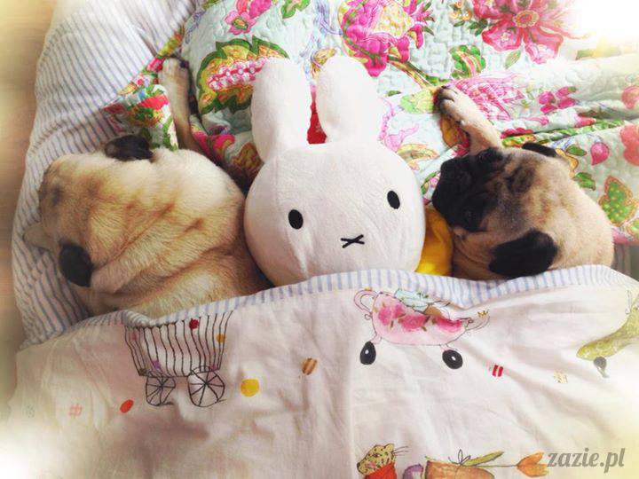 poranek z mopsami, mopsy, mopsiki Zazie, Kumok i Miszur, warszawskie mopsy, mops