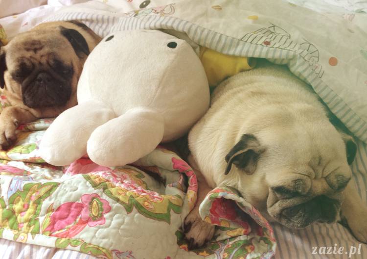 poranek z mopsami, mopsy, mopsiki Zazie, Kumok i Miszur, warszawskie mopsy, mops