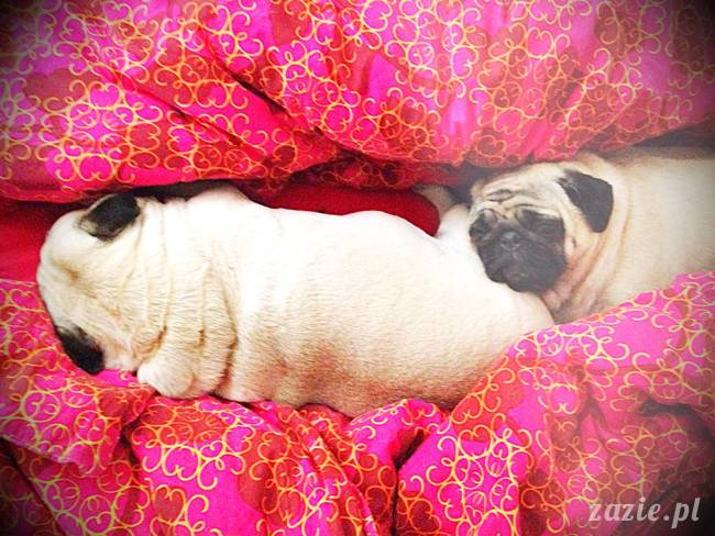 poranek z mopsami, mopsy, mopsiki Zazie, Kumok i Miszur, warszawskie mopsy, mops