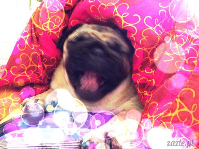 poranek z mopsami, mopsy, mopsiki Zazie, Kumok i Miszur, warszawskie mopsy, mops