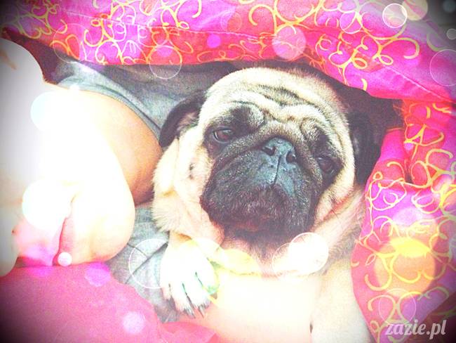 poranek z mopsami, mopsy, mopsiki Zazie, Kumok i Miszur, warszawskie mopsy, mops