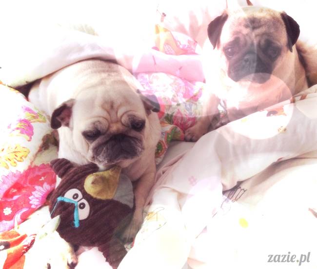 poranek z mopsami, mopsy, mopsiki Zazie, Kumok i Miszur, warszawskie mopsy, mops