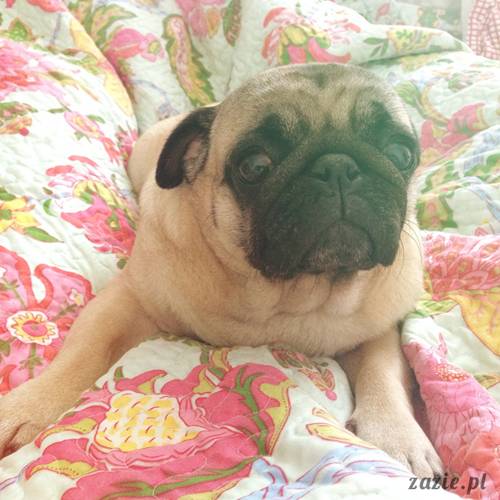 poranek z mopsami, mopsy, mopsiki Zazie, Kumok i Miszur, warszawskie mopsy, mops