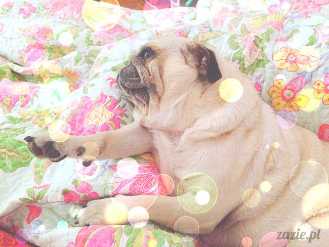 poranek z mopsami, mopsy, mopsiki Zazie, Kumok i Miszur, warszawskie mopsy, mops