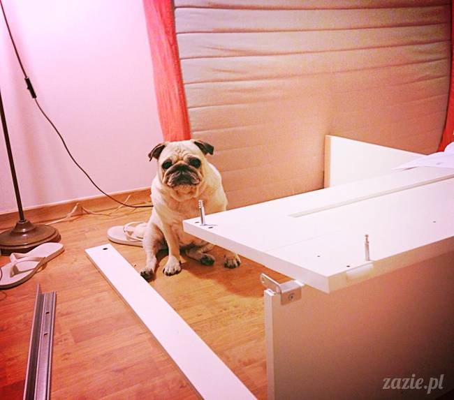 poranek z mopsami, mopsy, mopsiki Zazie, Kumok i Miszur, warszawskie mopsy, mops