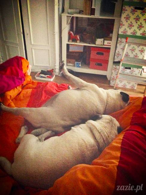 poranek z mopsami, mopsy, mopsiki Zazie, Kumok i Miszur, warszawskie mopsy, mops