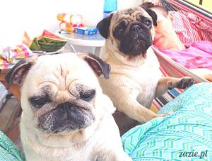 mopsie wczasy balkonowe – listopadowe wspomnienie lata