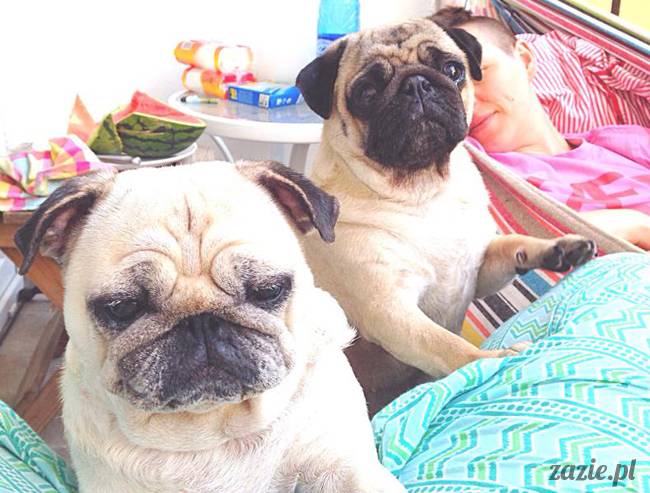 mopsik_mopsy_pug_pugs_kumok_miszur_zazie_