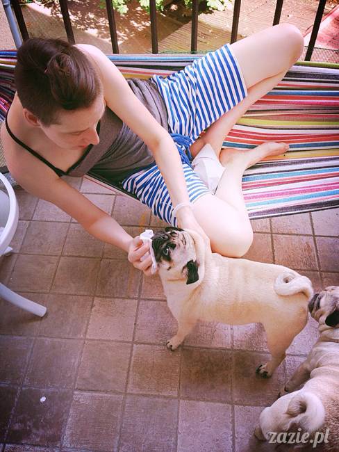 mopsik_mopsy_pug_pugs_kumok_miszur_zazie_