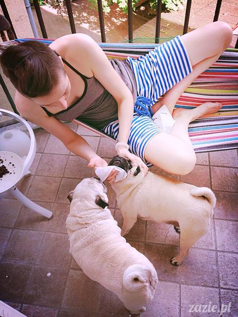 mopsik_mopsy_pug_pugs_kumok_miszur_zazie_