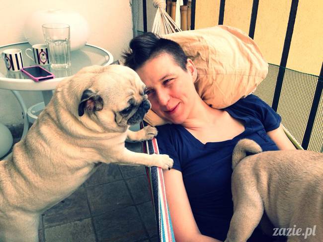 mopsik_mopsy_pug_pugs_kumok_miszur_zazie_