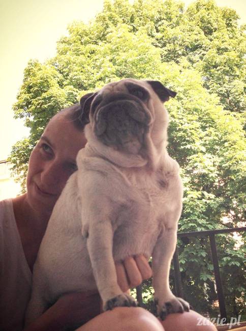 mopsik_mopsy_pug_pugs_kumok_miszur_zazie_
