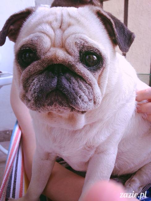 mopsik_mopsy_pug_pugs_kumok_miszur_zazie_