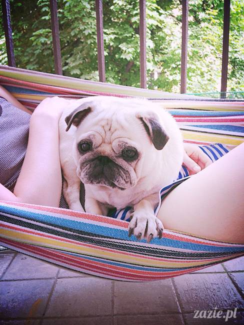mopsik_mopsy_pug_pugs_kumok_miszur_zazie_