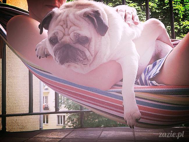 mopsik_mopsy_pug_pugs_kumok_miszur_zazie_