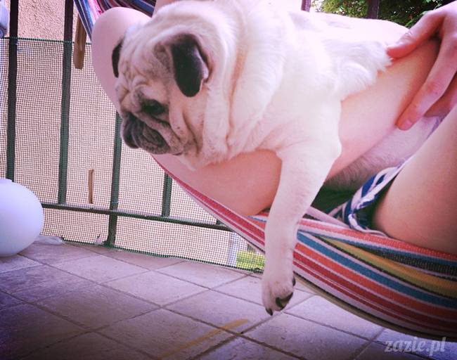 mopsik_mopsy_pug_pugs_kumok_miszur_zazie_