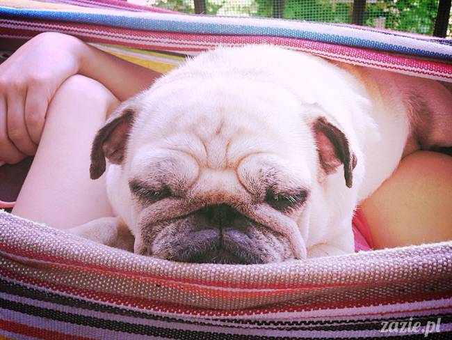 mopsik_mopsy_pug_pugs_kumok_miszur_zazie_