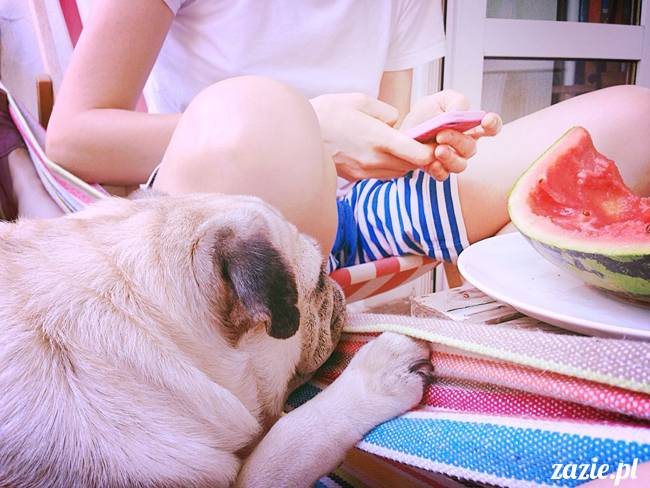 mopsik_mopsy_pug_pugs_kumok_miszur_zazie_