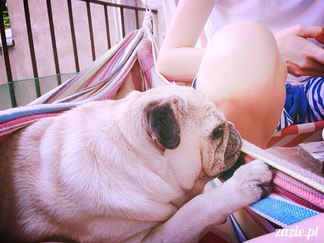 mopsik_mopsy_pug_pugs_kumok_miszur_zazie_