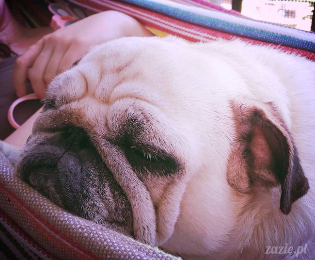 mopsik_mopsy_pug_pugs_kumok_miszur_zazie_