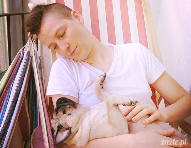 mopsik_mopsy_pug_pugs_kumok_miszur_zazie_