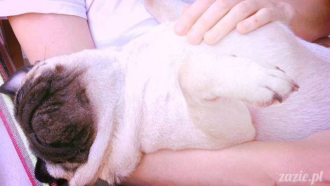 mopsik_mopsy_pug_pugs_kumok_miszur_zazie_