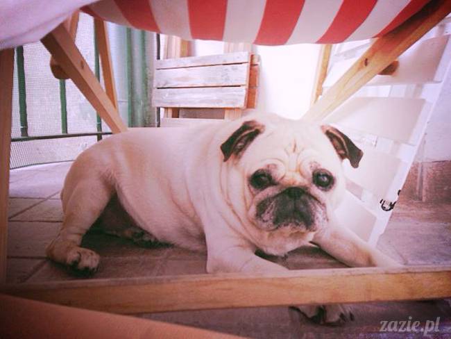 mopsik_mopsy_pug_pugs_kumok_miszur_zazie_