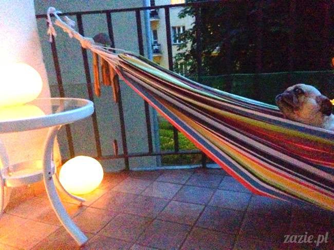 mopsik_mopsy_pug_pugs_kumok_miszur_zazie_