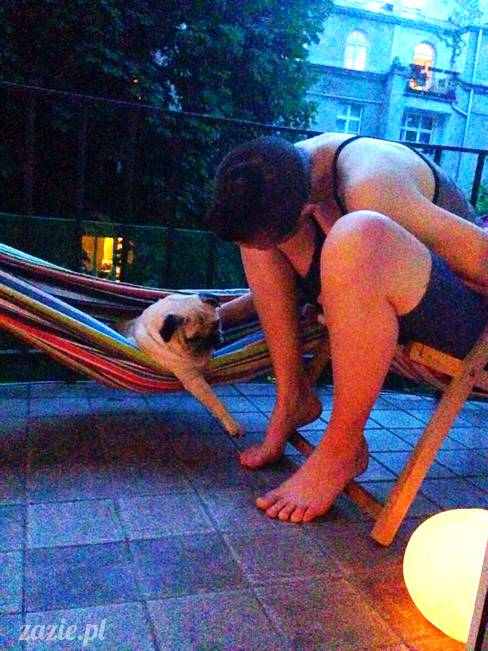 mopsik_mopsy_pug_pugs_kumok_miszur_zazie_