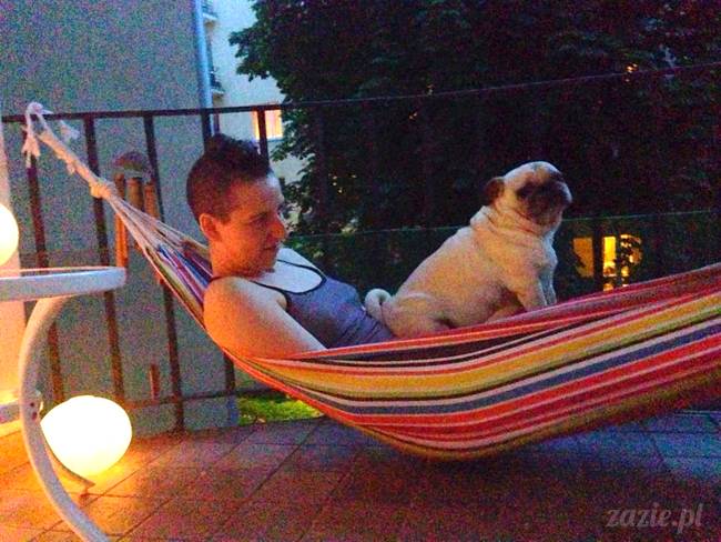 mopsik_mopsy_pug_pugs_kumok_miszur_zazie_