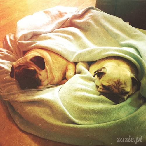 w czasie deszczu mopsiki mopsiczki się nudzą Kumok Miszur Zazie i Syd