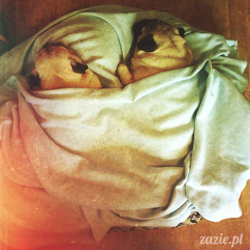 w czasie deszczu mopsiki mopsiczki się nudzą Kumok Miszur Zazie i Syd