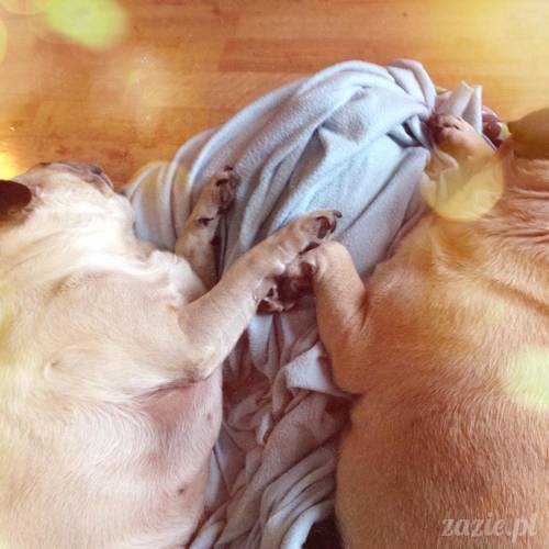 w czasie deszczu mopsiki mopsiczki się nudzą Kumok Miszur Zazie i Syd