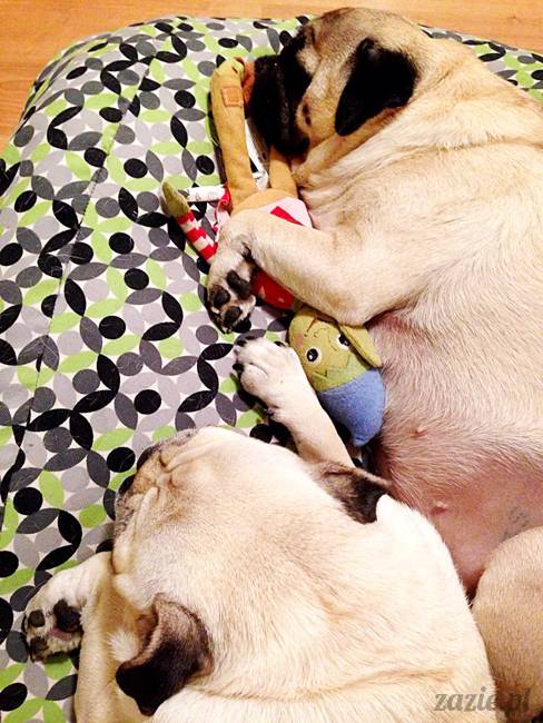 w czasie deszczu mopsiki mopsiczki się nudzą Kumok Miszur Zazie i Syd