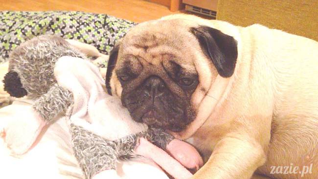 w czasie deszczu mopsiki mopsiczki się nudzą Kumok Miszur Zazie i Syd