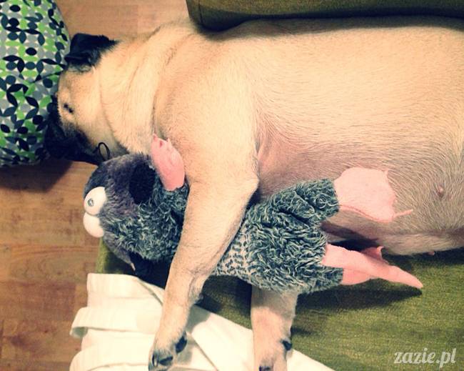 w czasie deszczu mopsiki mopsiczki się nudzą Kumok Miszur Zazie i Syd