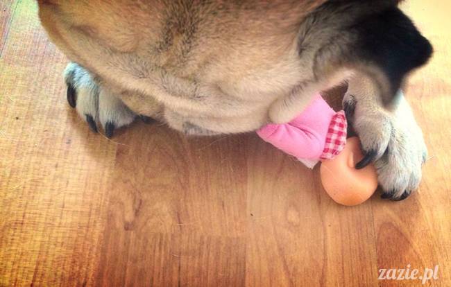 w czasie deszczu mopsiki mopsiczki się nudzą Kumok Miszur Zazie i Syd