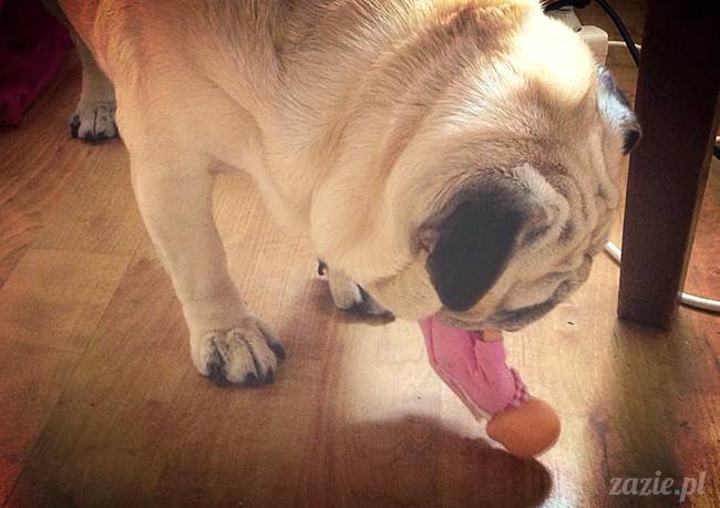 w czasie deszczu mopsiki mopsiczki się nudzą Kumok Miszur Zazie i Syd