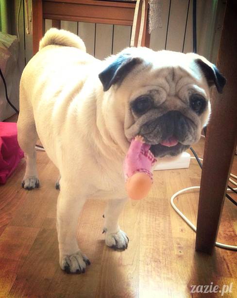 w czasie deszczu mopsiki mopsiczki się nudzą Kumok Miszur Zazie i Syd